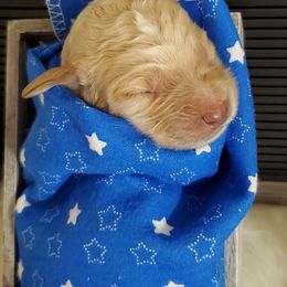 Goldendoodle and Poodle Puppies from The Doodle Patch