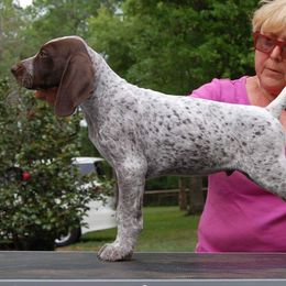 German Shorthaired Pointer Puppies from Wyndbourne German Shorthaired Pointers