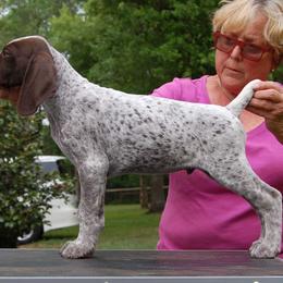 German Shorthaired Pointer Puppies from Wyndbourne German Shorthaired Pointers