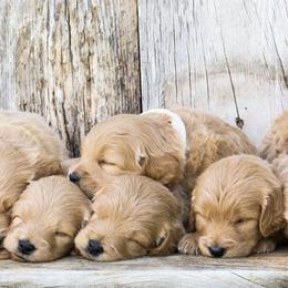 Goldendoodles from Sorenson Goldendoodles
