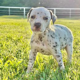 Ava - White and liver brown female Dalmatian puppy in Mt. Vernon, Texas from Double B