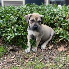 Boerboel Puppies from Catalina's Boerboels