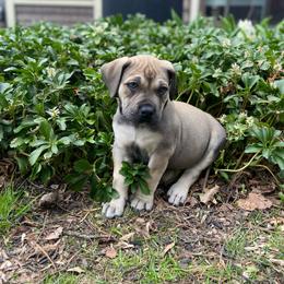 Boerboel Puppies from Catalina's Boerboels