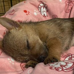 Norwich Terrier Puppies from Yellow Mountain Norwich