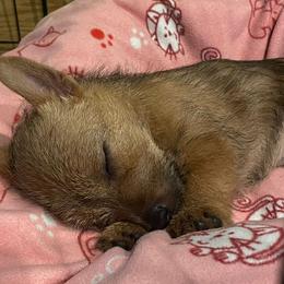 Norwich Terrier Puppies from Yellow Mountain Norwich