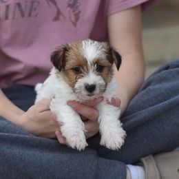 Pia Girl 1 - White and tan female Russell Terrier puppy in Middletown, Virginia from DBF Russell Terriers