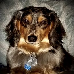 Dachshunds and German Shepherds from Sheree Richardson