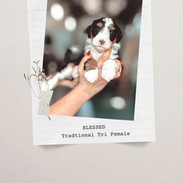 Blessed - Tri-color female Bernedoodle puppy in Jackson, Missouri from Pincksten Family Doodles