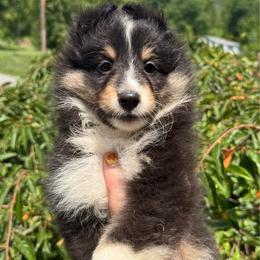 Bernie - Black white and tan female Shetland Sheepdog puppy in Middleburgh, New York from StoneyAcre