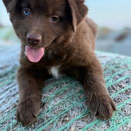 Regan - Red tri female Miniature Australian Shepherd puppy in Godley, Texas from Bradley Kennels