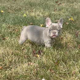 French Bulldog Puppies from Christie's Frenchies