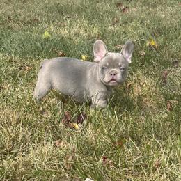 French Bulldog Puppies from Christie's Frenchies