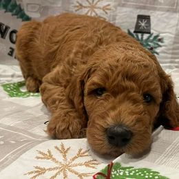 Poodles from High Standard Poodles