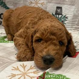 Poodles from High Standard Poodles