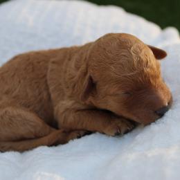 Cookie Dough - Cream female Goldendoodle puppy in Flagstaff, Arizona from Pat's Poodle Pups & Moore