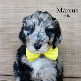 Marcus - Blue merle and white male Sheepadoodle puppy in Comanche, Texas from Central Texas Doodles, LLC.