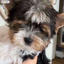 Bambie - Black tan and white female Biewer Terrier puppy in Concord, California from Puppy Boutique
