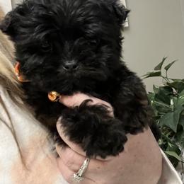 Maltese puppies from Mimi’s Babies