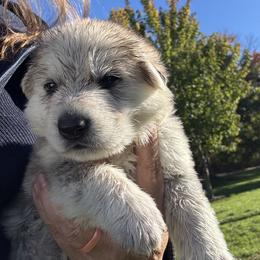 Smaug - Black and silver male German Shepherd puppy in Perkasie, Pennsylvania from Twila Ruth Herot