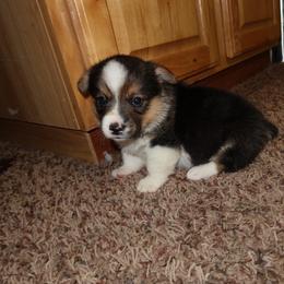 Stella - Black and tan female American Corgi puppy in Kennewick, Washington from Corgis of Tricities