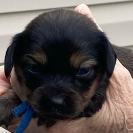 ZOEY - Black female Dachshund puppy in Elizabethtown, Kentucky from Teeny Tiny Puppy Tails