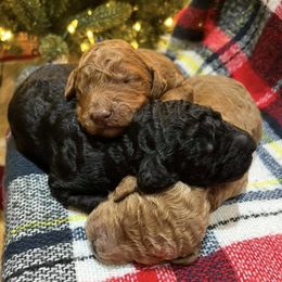 Poodles from High Standard Poodles