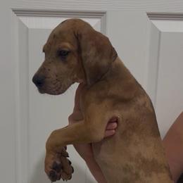 Supergirl - Merle female Great Dane puppy in Florida from Beachside Kennels