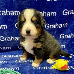 Pink Collar - Black rust and white female Bernese Mountain Dog puppy in Comer, Georgia from Water Oak Farm