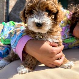 Cavapoo, Cockapoo, Goldendoodle, and Maltipoo Puppies from Perdue Puppies