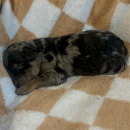 Adam - Blue merle male Bernedoodle puppy in Holden, Missouri from Mid-West Bernedoodles