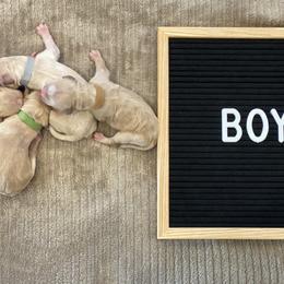 Australian Labradoodle Puppies from Kings Labradoodles