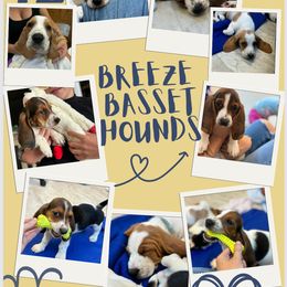 Basset Hound Puppies from Breeze Basset Hounds