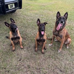 Belgian Malinois Puppies from Fromage Malinois