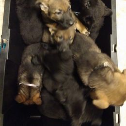 German Shepherd Puppies from Thornock Shepherds