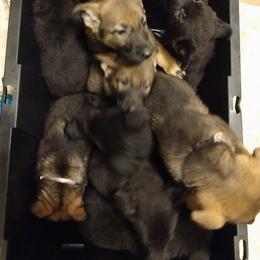 German Shepherd Puppies from Thornock Shepherds