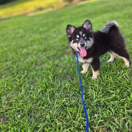 Patrick - Tri-color male Pomsky puppy in Franklinton, Louisiana from VooDoux Farms