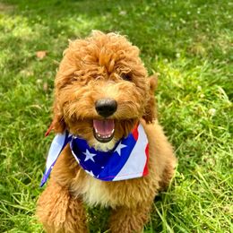 Girl 2 - Red  Goldendoodle puppy in Tennessee from Wonder Poodles and Doodles