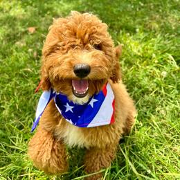 Girl 2 - Red  Goldendoodle puppy in Tennessee from Wonder Poodles and Doodles