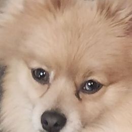 Milo - Pomeranian