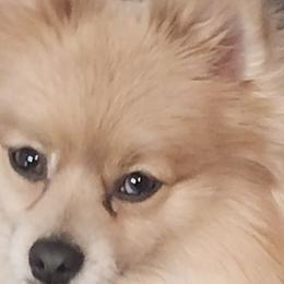 Milo - Pomeranian