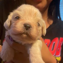 Boy 2 purple - White male Lhasa Apso puppy in Fort Worth, Texas from Sheri's Lhasa Apso Puppies