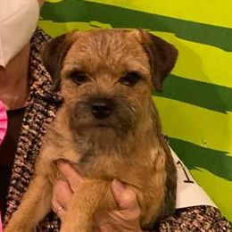Border Terriers from Diana Aguilar's Border Terriers
