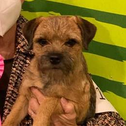 Border Terriers from Diana Aguilar's Border Terriers