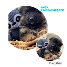 Andy - Black and red male German Shepherd puppy in Hesperia, California from Von Geesa