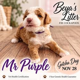 Mr Purple - Buff and white male Cockapoo puppy in Tampa, Florida from Mary Puppins
