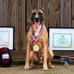 Sporty Mixes from trueWE$T Working Dogs