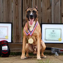 Sporty Mixes from trueWE$T Working Dogs
