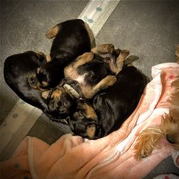 Yorkshire Terrier Puppies from Bragg’s Yorkies