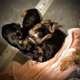 Yorkshire Terrier Puppies from Bragg’s Yorkies
