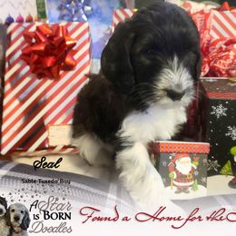 Bernedoodle Puppies from A Star is Born Doodles